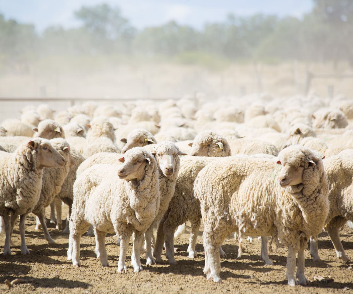 Traçabilité de l'élevage ou de la filière textile