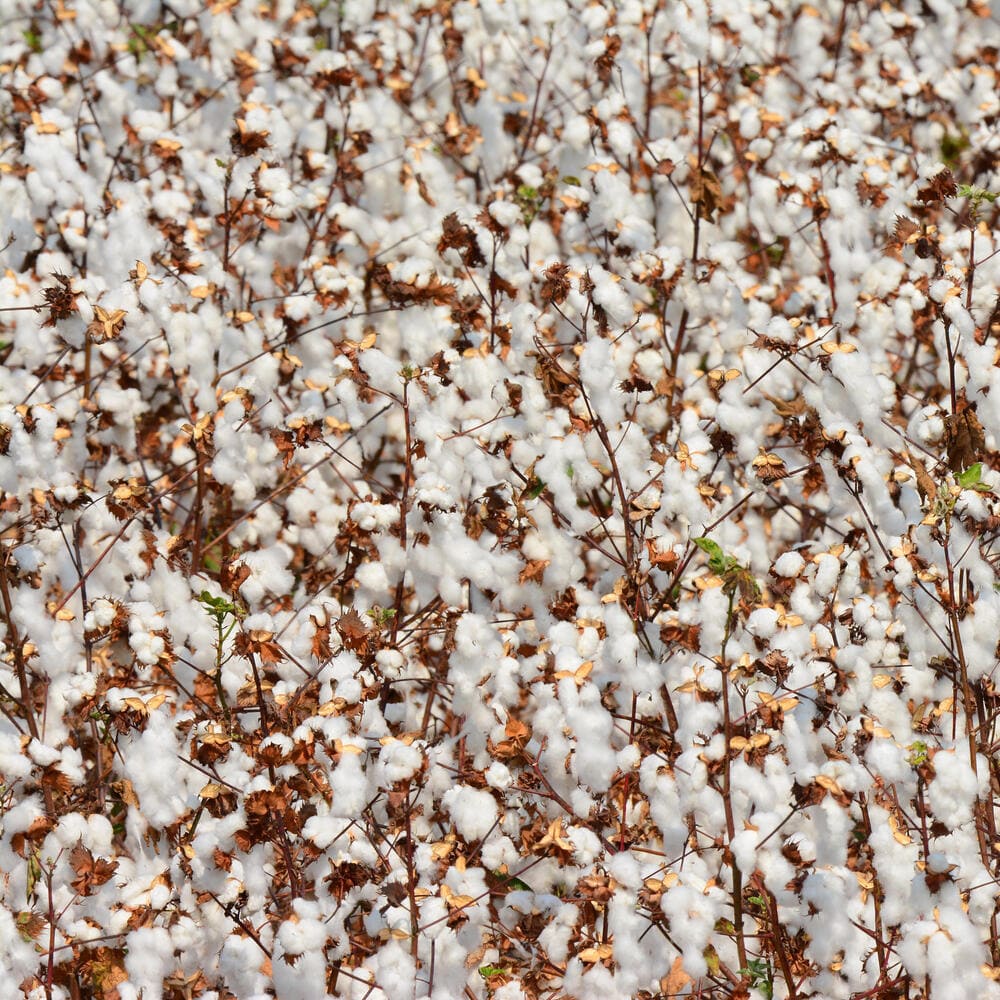 Mode et maroquinerie: contexte et enjeux